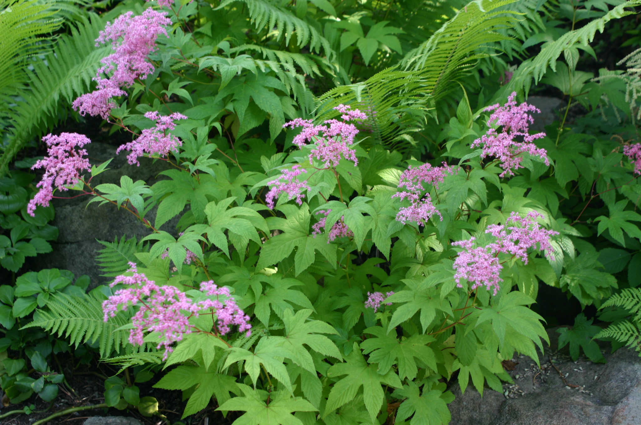 Filipendula palmata 'Nana'